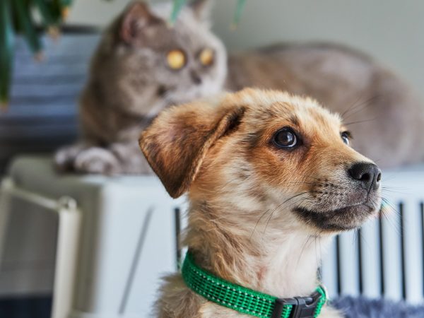 A cute white ginger puppy is sitting on its bed and a British cat in the back out of focus.