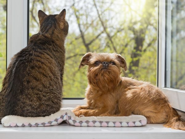 Cat and a dog sit together on the windowsill and look at the spring landscape outside the window