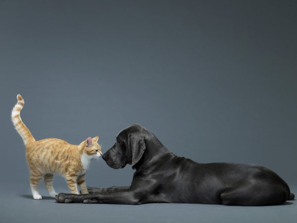 Cat and dog touching noses