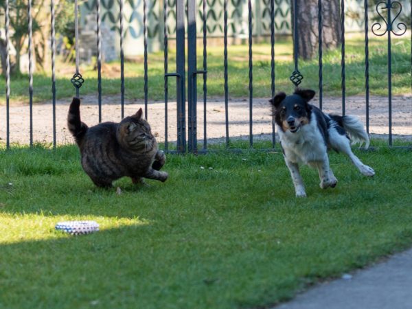 A closeup shot of cat and dog running in the par