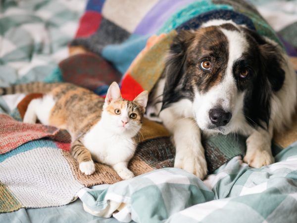 cute little cat and dog in bed at home