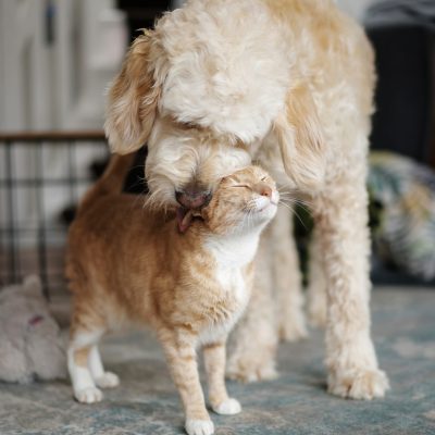 A pet red cat rejoices to his friend a dog of the Labradoodel breed that licks it. Friendship of animals.