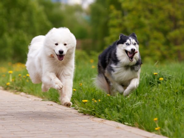 Two fluffy purebred dogs: a white samoyed arctic spitz and a black and white siberian husky run swiftly and cheerfully along a path in a park among grass and flowers. A dog is a pet, friend and companion of a person
