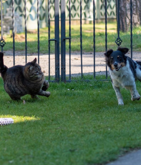 A closeup shot of cat and dog running in the par