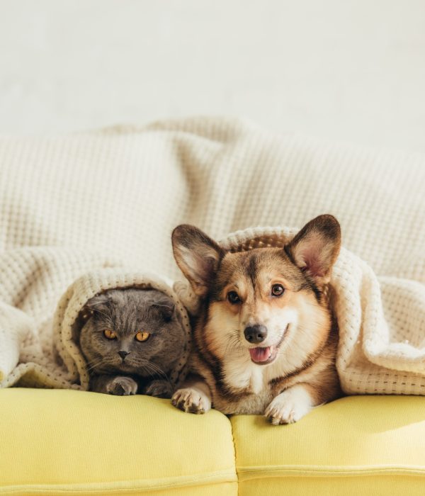 cute welsh corgi dog and cat lying under blanket on sofa