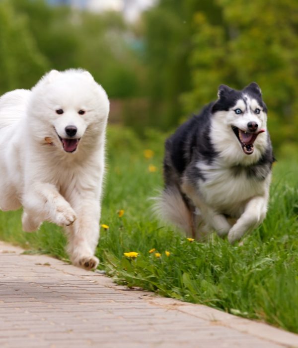Two fluffy purebred dogs: a white samoyed arctic spitz and a black and white siberian husky run swiftly and cheerfully along a path in a park among grass and flowers. A dog is a pet, friend and companion of a person